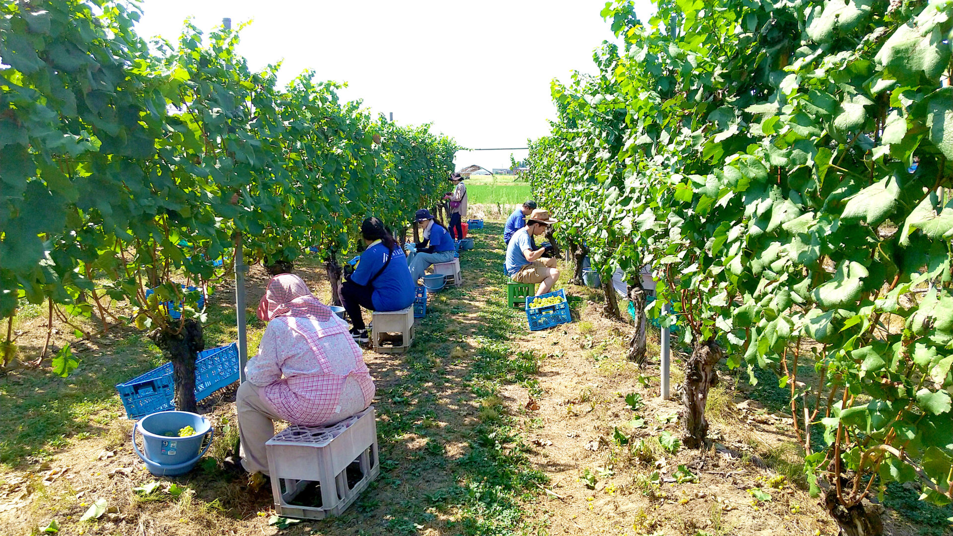 新潟市南区　ワイン用ブドウ収穫のお手伝い